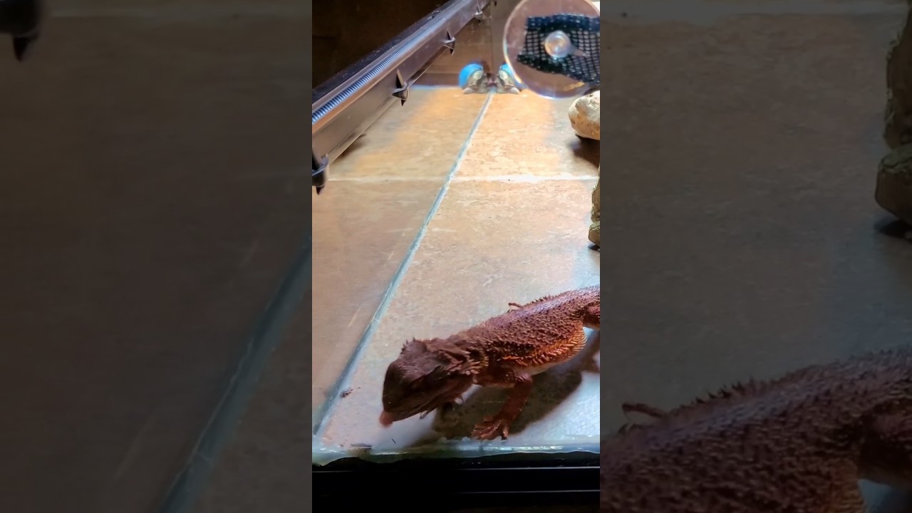 Kelthair’s Double Dubia Dunk! 🪳💥 Wild Bug Chase 