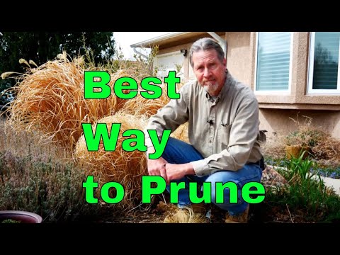 The Best Way to Prune Ornamental Grass