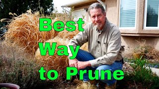 The Best Way to Prune Ornamental Grass