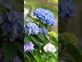 Fushimi Jikkokubune &amp; Hydrangeas | Kyoto’s Hidden Early Summer Beauty 💙🚤🇯🇵
