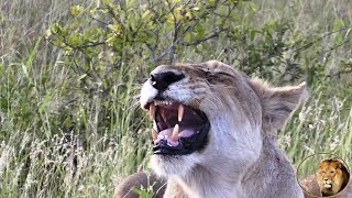 Lioness Exhibits The Flehmen Response