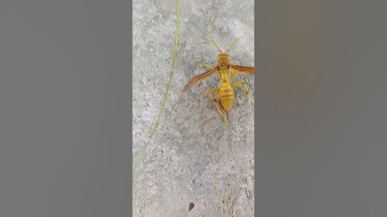 पीली ततैया बर्र 🐝🐝🐝🤣🤣#shorts - YouTube