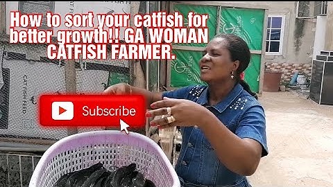 How to sort your catfish for better growth!! GA WOMAN CATFISH FARMER.