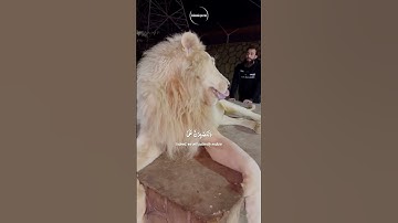 محمد دیبیروف در کنار شیرها سوره ابراهیم را می خواند! #اسلام #قرآن #اسلام #اسلامی #دین #شیر