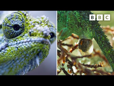 Chameleon Births Six