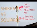 Thrilling Encounter: Shikra vs Squirrel Battle