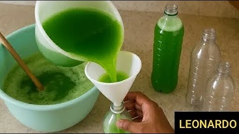 MORRIA E NÃO SABIA: É SÓ  BATER FOLHAS DE MAMÃO COM DETERGENTE E NAO PRECISA MAIS IR NO MERCADO