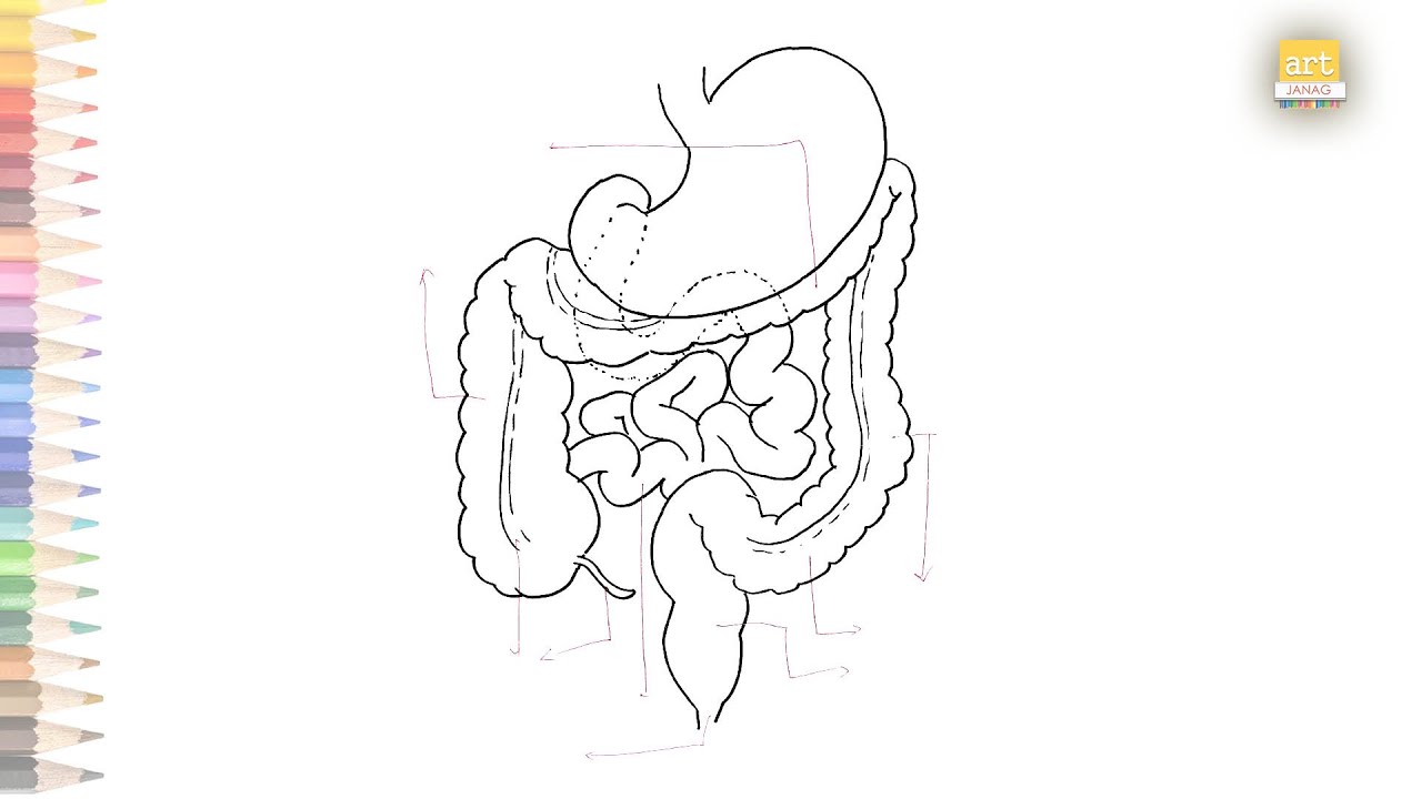 How to draw large and small intestine5th and 6thpart of digestive system  for kids  YouTube