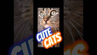 Cute Cats #youtubeshorts #funnyvideo