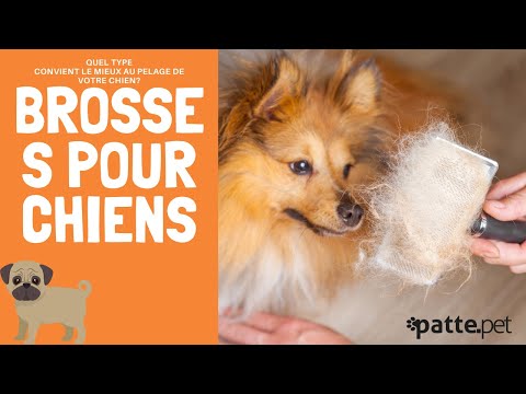 Vidéo: Les meilleurs pinceaux pour un chien de perte