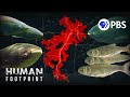 Invasive Carp and Their Impact
