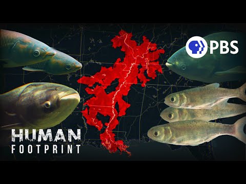 We Brought This Fish To America. Now We Can't Get Rid Of It