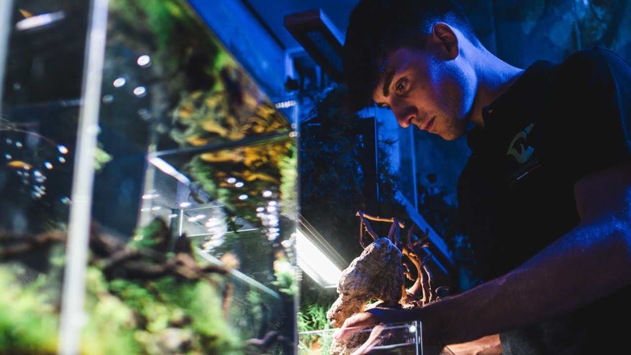 ART OF AQUASCAPING - cinematic video