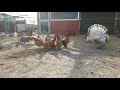 Chickens,Royal Palm Turkeys - Freddy Farm - (4K video \ samsung galaxy s7)