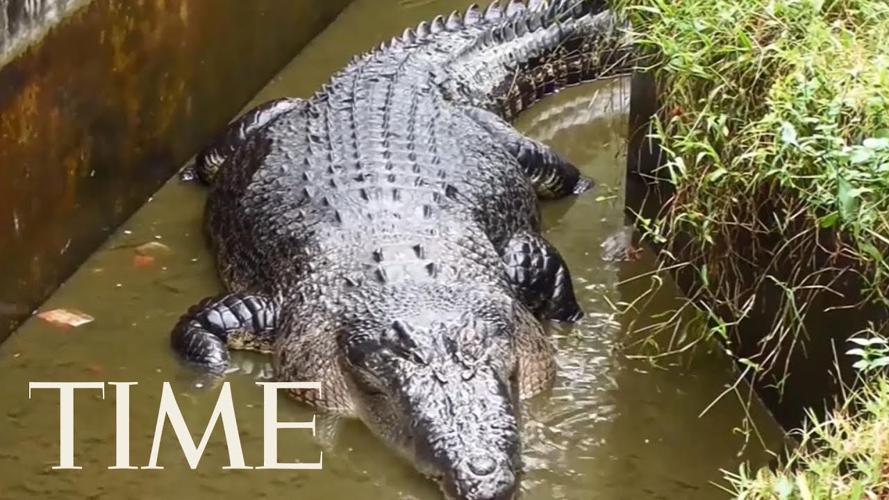 A Woman Was Mauled To Death By A Pet Crocodile In Indonesia Time - 