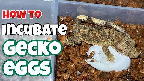 Gecko Egg Incubation Made EASY – Works for Crested, Gargoyle & More