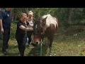 Drowning Horse Rescued From Pond