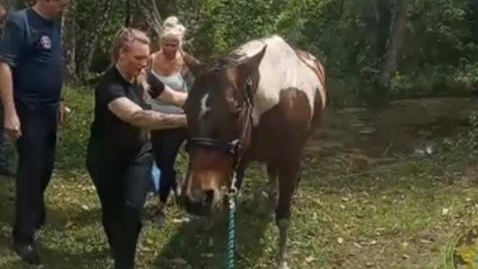 Drowning Horse Rescued From Pond