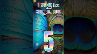 5 Stunning Facts About Structural Color! 🦋🌈 (Color Without Pigment!)