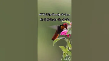 وعنده مفاتح الغيب لا يعلمها إلا هو تلاوة خاشعة للقاري طارق محمد طبيعة وطيور صلوا على الحبيب 