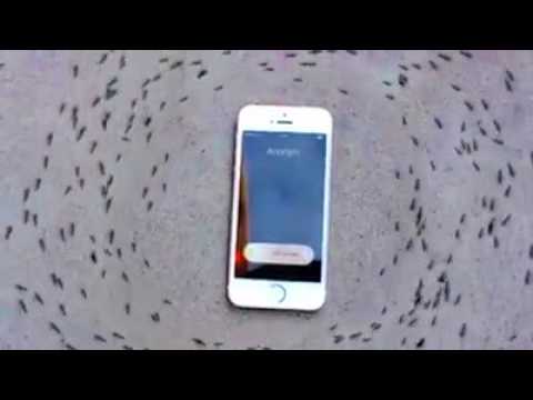 Iphone Ameisen Sar Wert Youtube