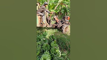 review công nông chở chuối rất khỏe