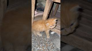 Kittens Exploring More 🐾 | Day 22 #cutecats #cat #kitten #cute #funny