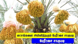 datespalm cultivation tamilnadu | லட்சங்களை அள்ளித்தரும் பேரீட்சை சாகுபடி அசத்தும் தருமபுரி விவசாயி