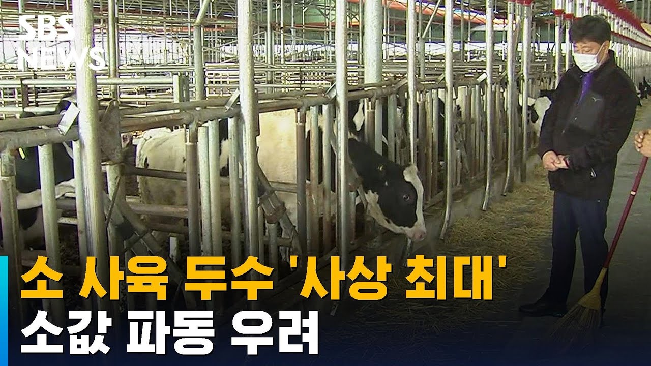 고삐 풀린 소 사육 두수 '사상 최대'…소값 파동 우려 / SBS