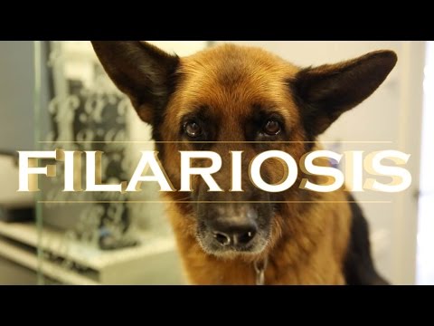 Vídeo: Microfilarias En La Sangre De Humanos, Perros: Signos De Su Presencia Y Tratamiento