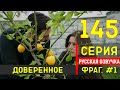 Доверенное 145 серия русская озвучка - Фрагмент №1