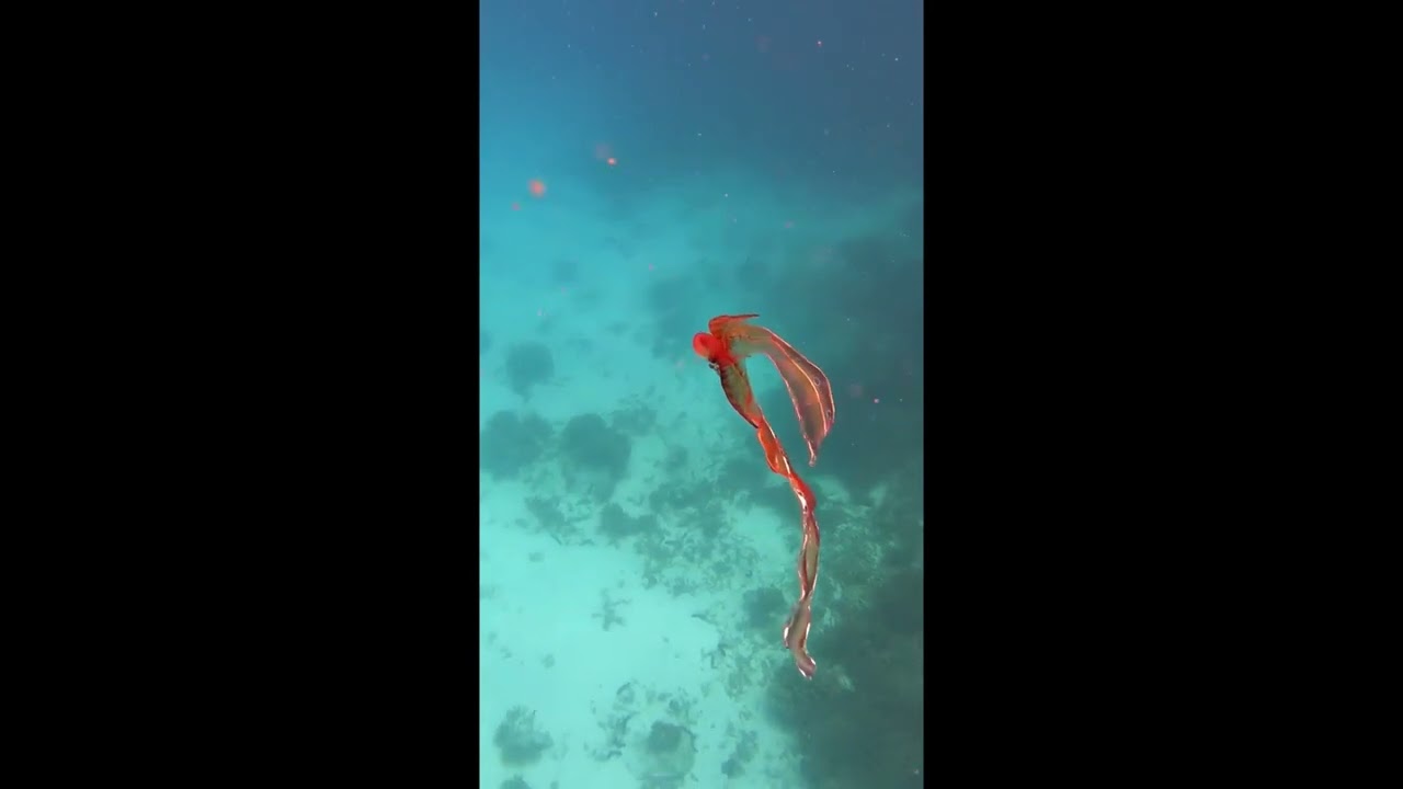 'Rarely Encountered' Blanket Octopus Spotted on Great Barrier Reef