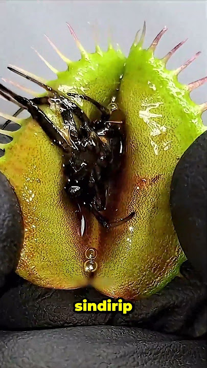 What Happens If You Fall Inside a Carnivorous Plant 😱