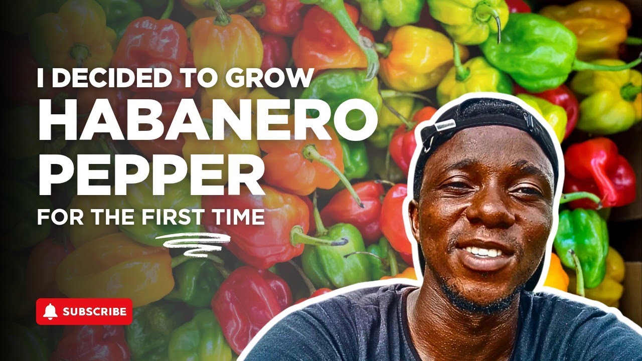 How to Start Habanero Pepper from Seeds 🌶️ | Simple Organic Method for Fast Germination