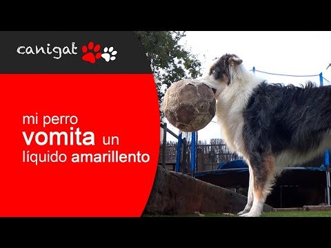 vómito amarillo gato