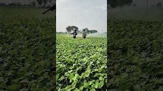 moong crop MH 1142