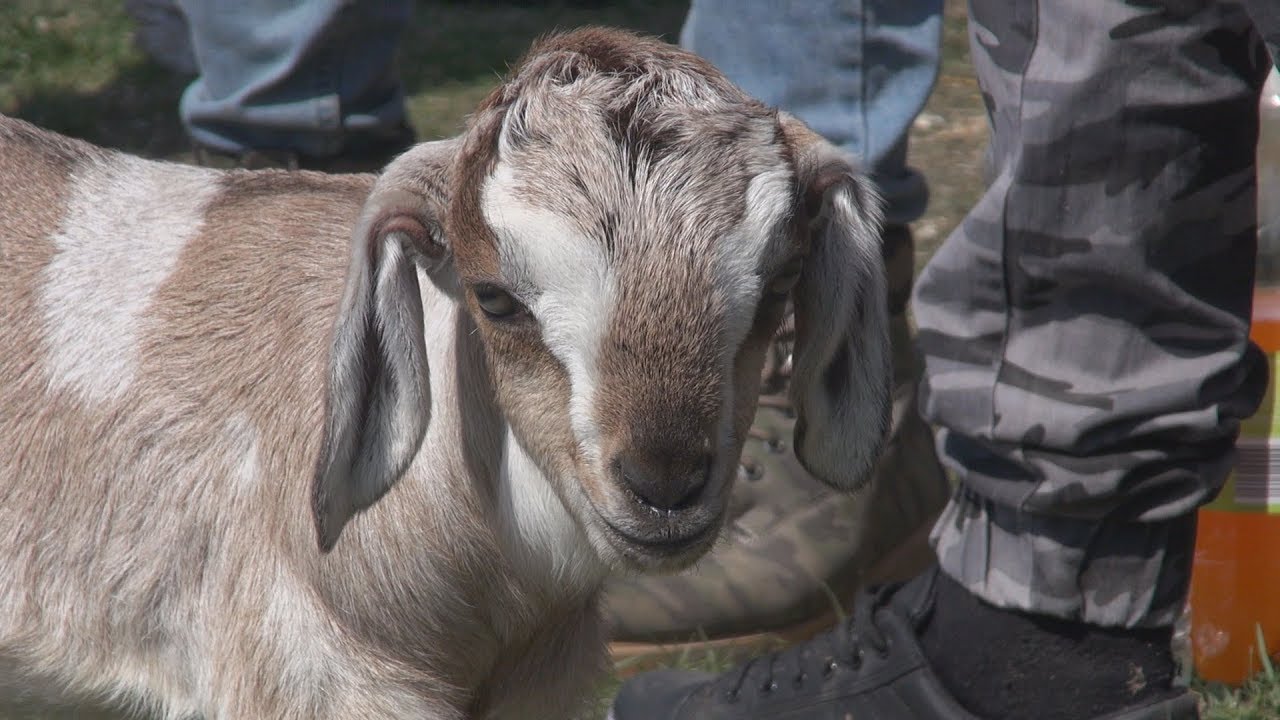 Kisállat börze Monor 2018