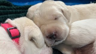 Livestream REPLAY Adorable Labrador Retrievers, Charlie Brown & Linus  13 Days Old #puppy #labrador