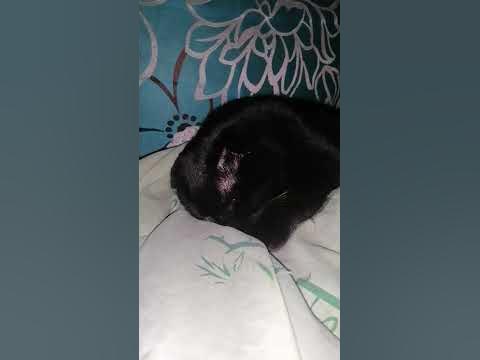Виноватый котик - YouTube