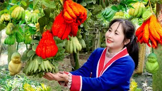 How to harvest the most bitter fruit in the world Harvest red bitter melon and sell it in the market