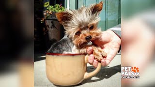 Pipsqueak - Shes An Itty-Bitty Therapy Dog