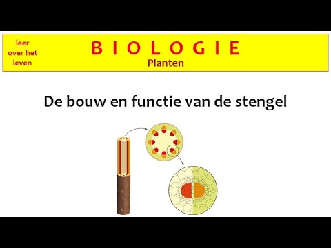 Video: Spinthout Van Hout: Wat Is Het En Wat Is Zijn Rol? Het Spinthout Van Sparren En Andere Bomen. Waar Bevindt Het Zich In De Stengel Van Een Houtachtige Plant? Verbinding