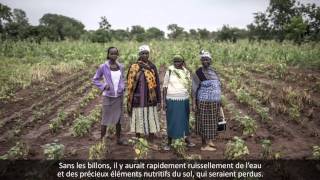 Kenya - Meilleur rendement de l'agriculture