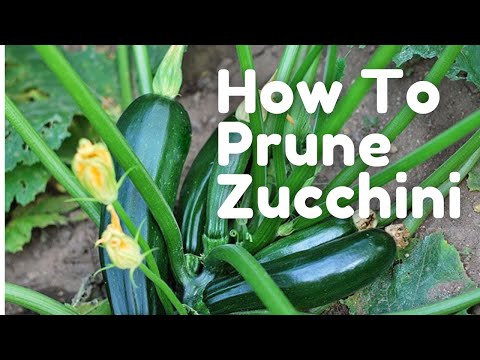 Prune Zucchini Plants- EASY! // Garden VLOG