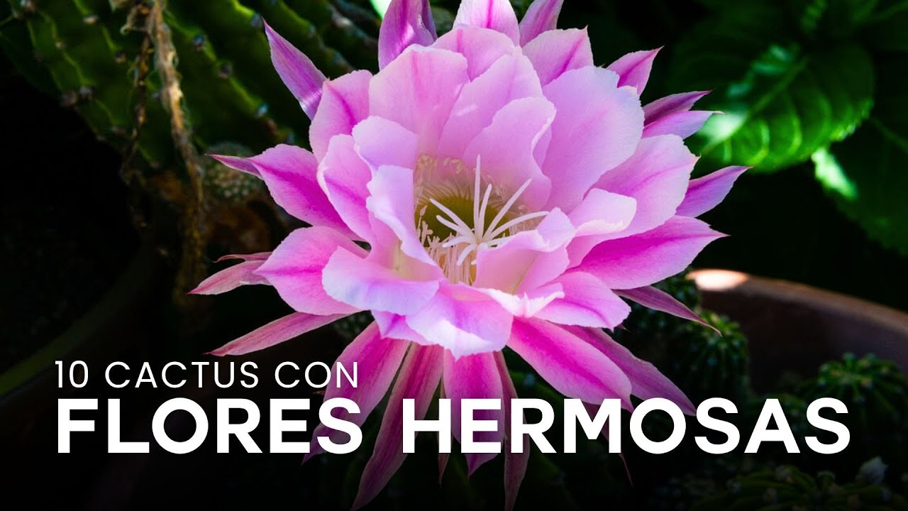 10 Cactus con FLORES HERMOSAS 🌷🌵