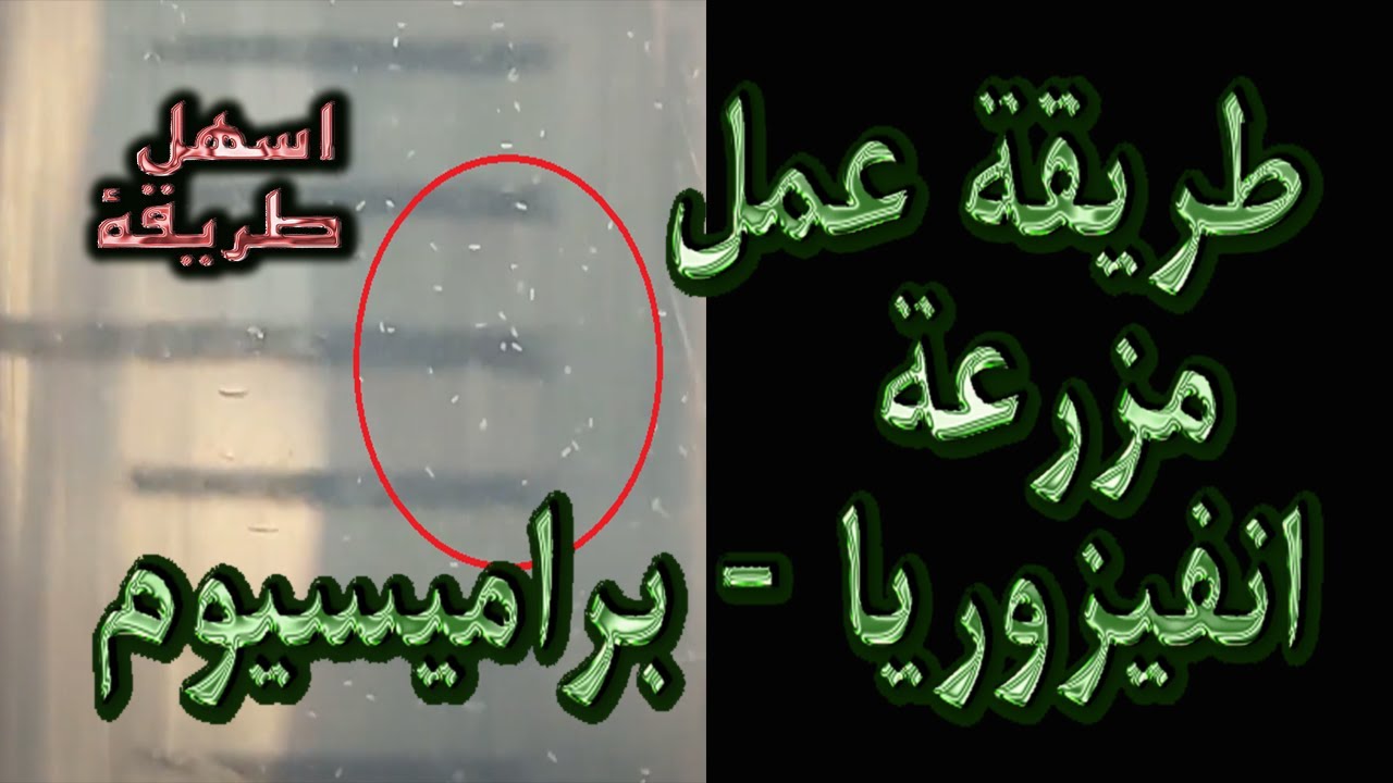 طريقة عمل مزرعة انفيزوريا و براميسيوم لتغذية زريعة اسماك الزينة حديثة الفقس