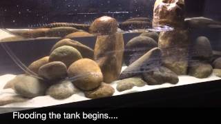 How To Start a Mbuna Cichlid tank