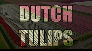 Mooie Tulpen in Hoeksche Waard 2026 #tulpen #tulips