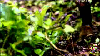 Download lagu TvOne Gudang Garam Gold 22 10