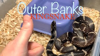 Conor’s Colubrids- Unboxing of an Outer Banks Eastern Kingsnake!!